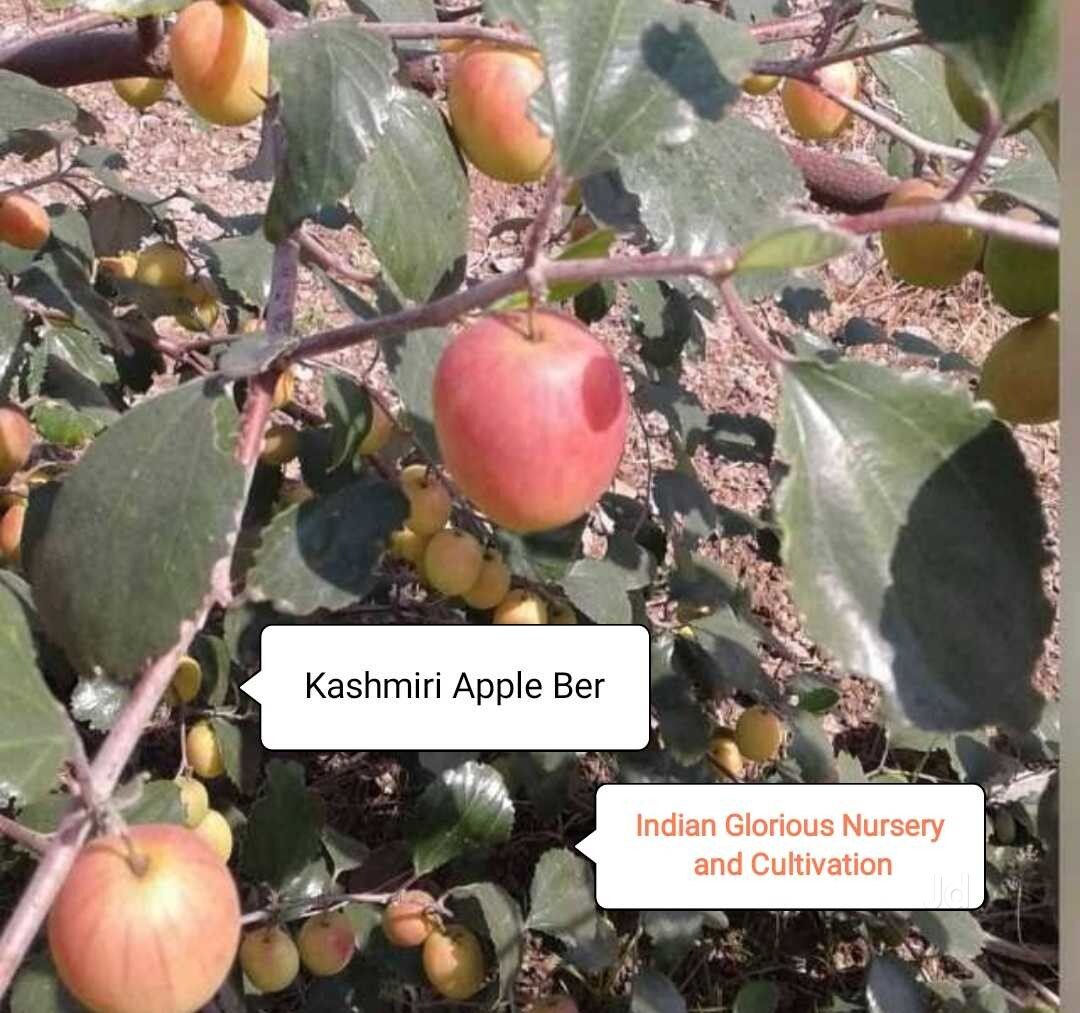 Catalogue Dutta Nursery & Exterior in Mukundapur , Kolkata Justdial