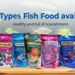 Bera Aquarium in Sarat Bose Road,Kolkata - Best Aquarium Accessory ...