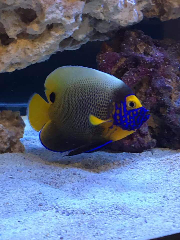 top 100 fish aquarium