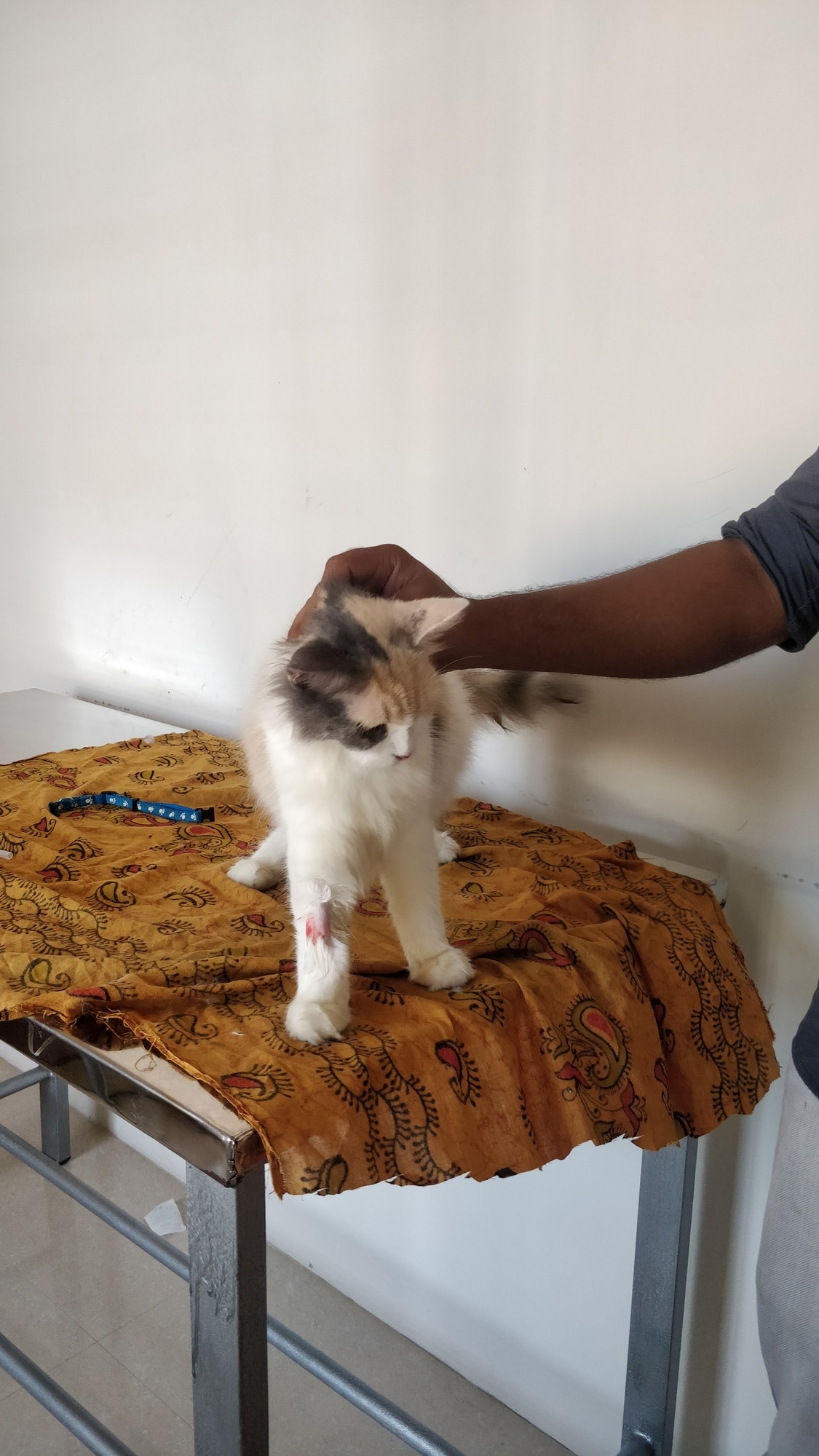 Top Pet Ambulance Services in Pathanamthitta Best Animal Ambulance Services near me Justdial