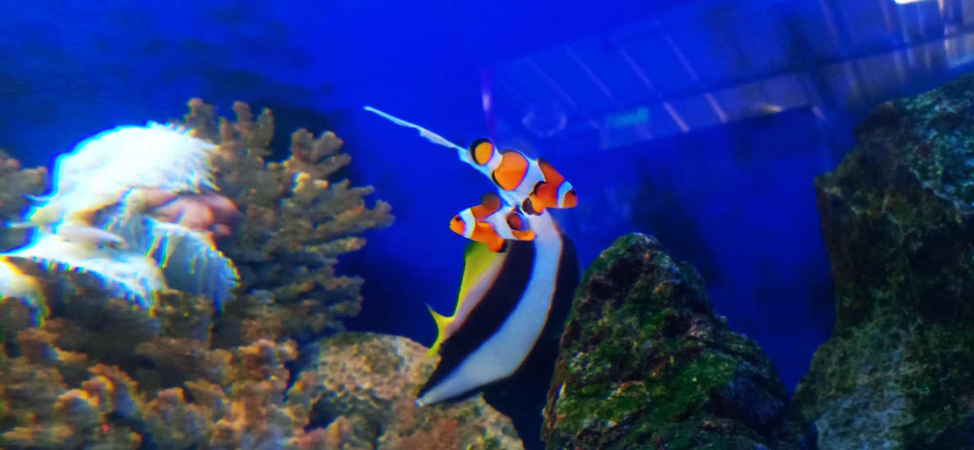 Top 50 Fish Aquarium Dealers in Kollam Best Fish Aquarium Shops