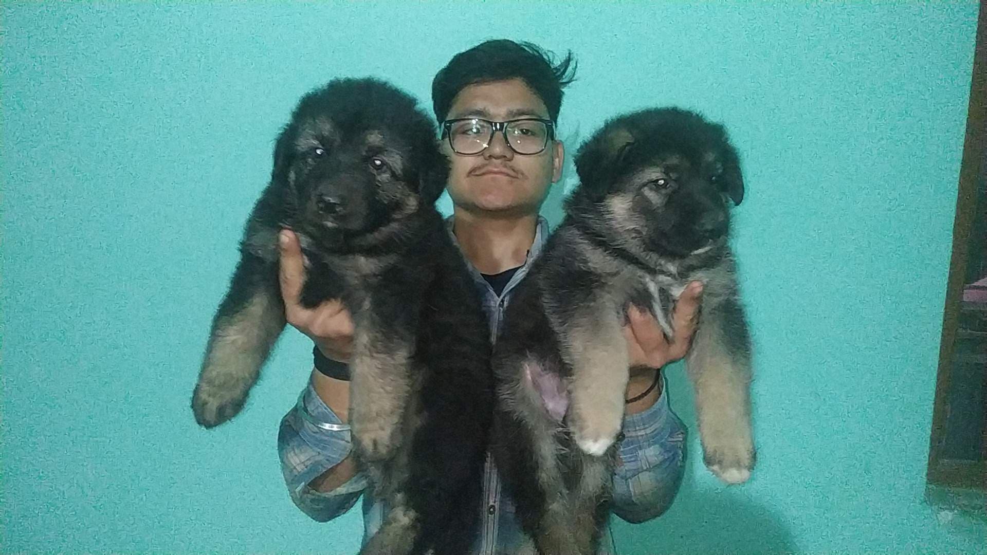 Top 50 Pet Shops For Hamster in Lucknow Best Hamster Dealers Justdial