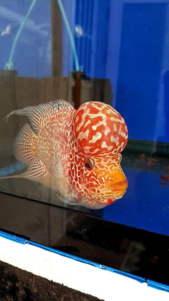 Aquarium Filter in Lucknow High-Quality Water Purifier and - Technical View