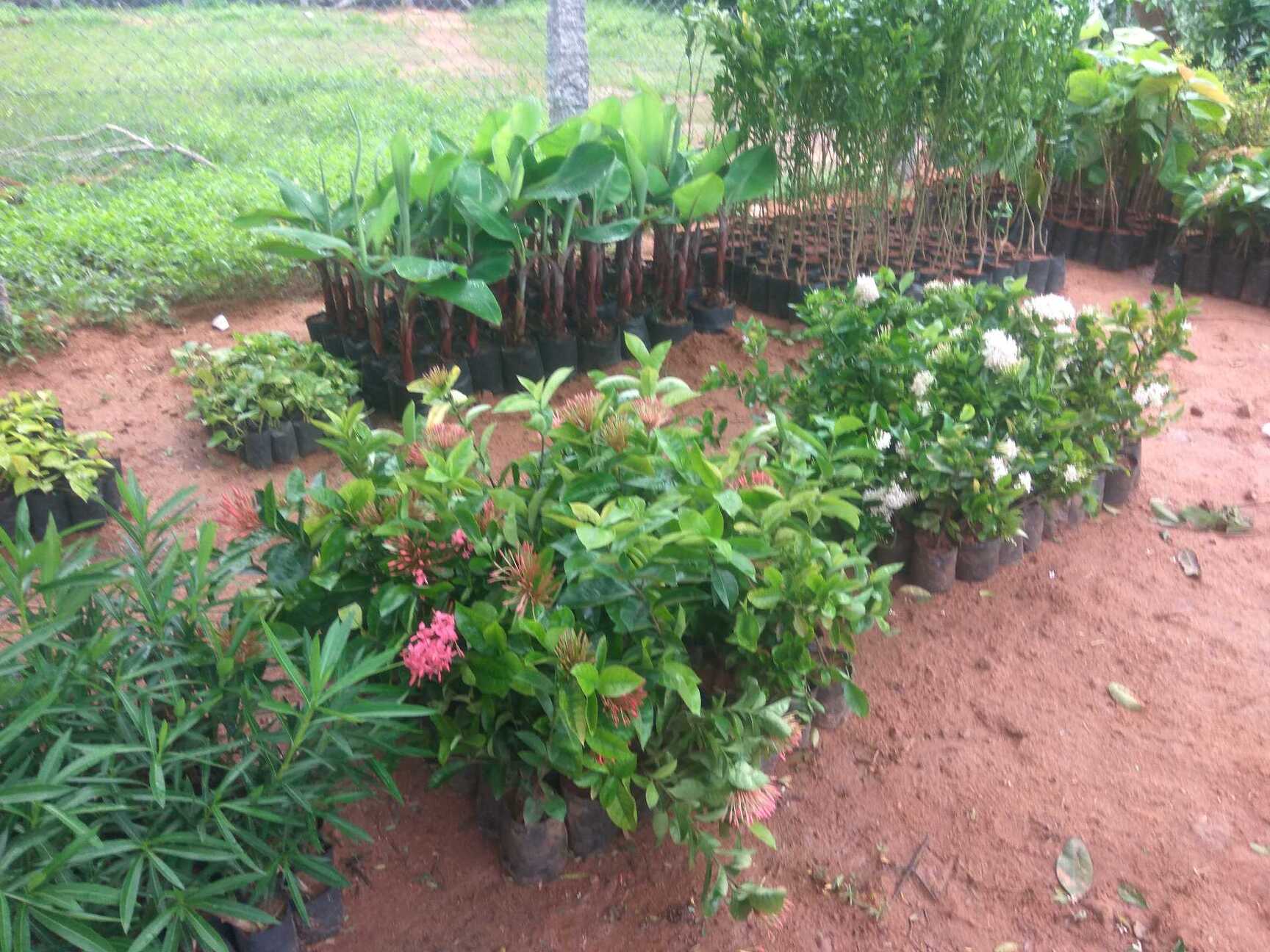 Top Plant Nurseries in TVS Nagar Best Nursery Plant Suppliers Madurai Justdial