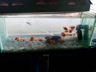 Tamil Sree Aquarium Narimedu Aquariums In Madurai Justdial