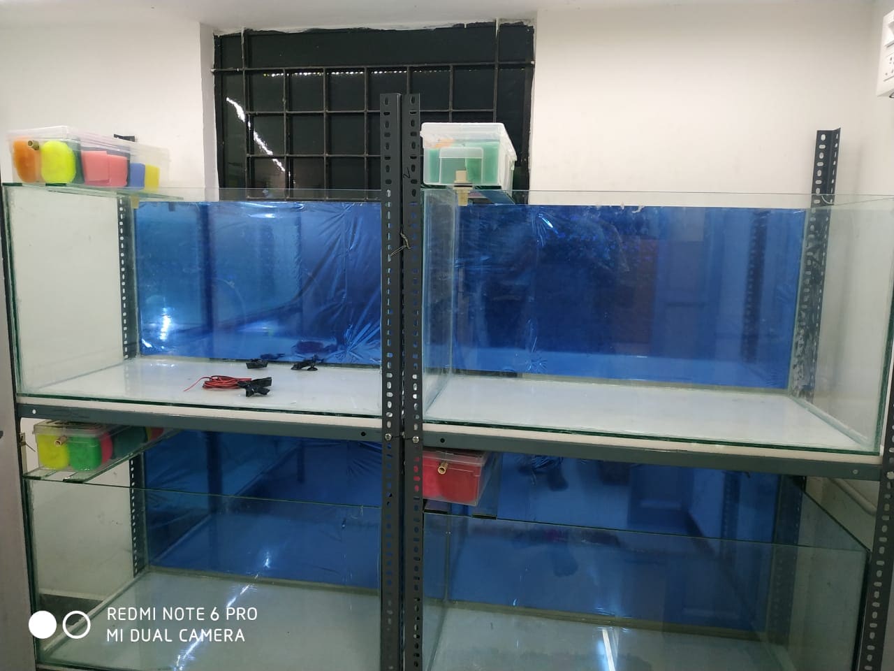 labrador merchandise