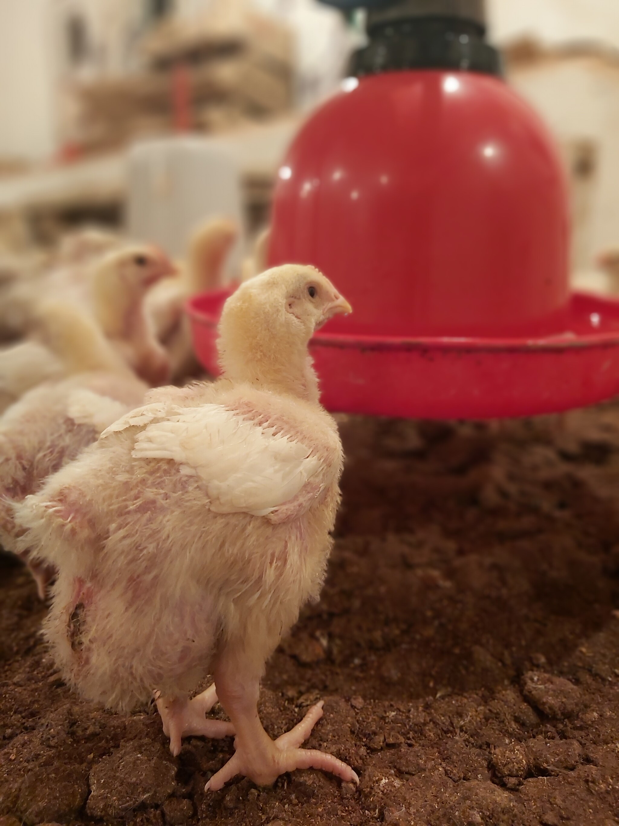 Catalogue Rafi Poultry Feed Store in Ner Chowk , Mandi Justdial