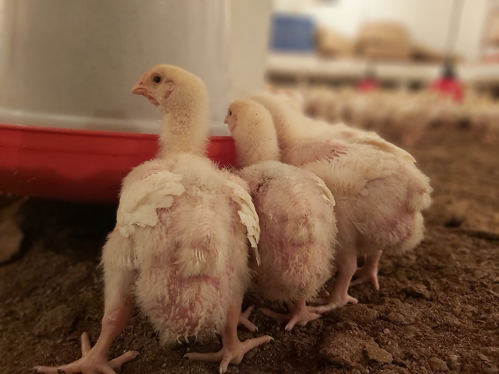 Catalogue Rafi Poultry Feed Store in Ner Chowk , Mandi Justdial