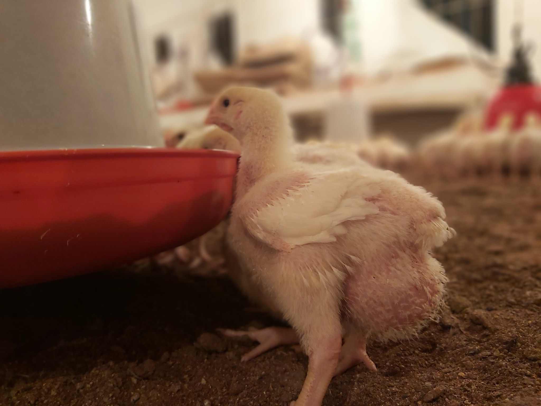 Catalogue Rafi Poultry Feed Store in Ner Chowk , Mandi Justdial