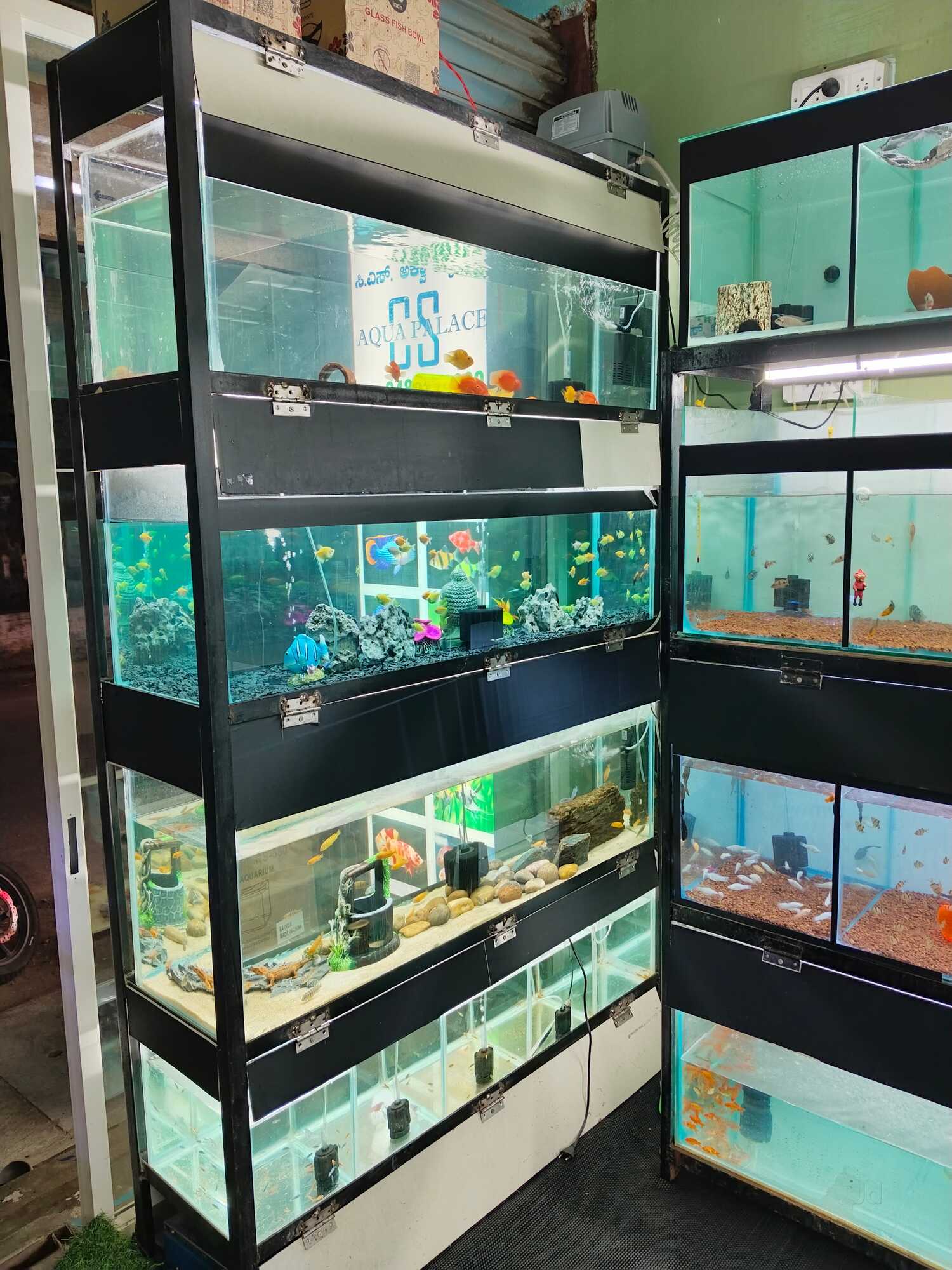 Petzlifeworld Aquarium Plant Price Starting From Rs Find