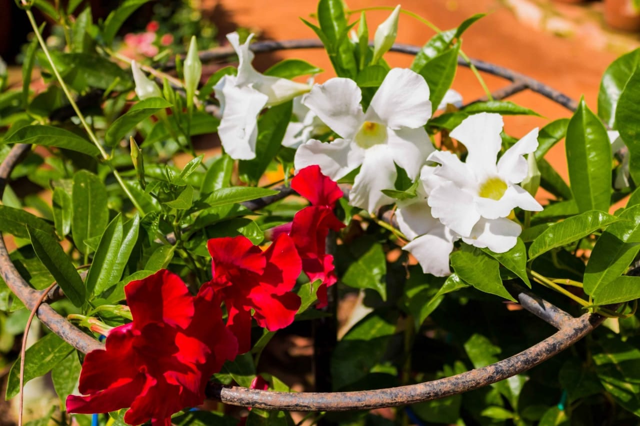 Catalogue Gundu Rao Nursery in Mannagudda , Mangalore Justdial