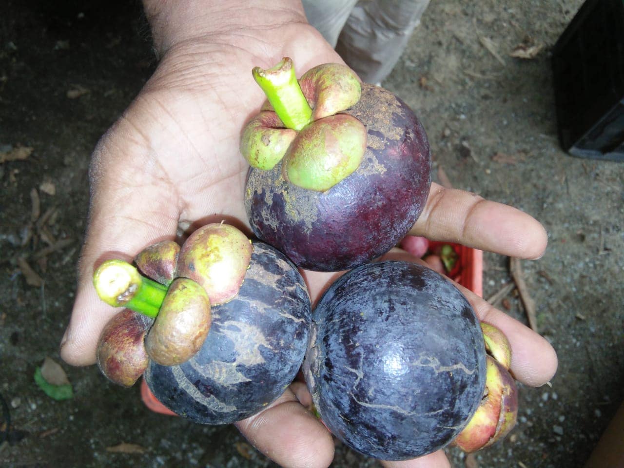 Top 50 Fruit Wholesalers in Mangalore फ्रूट व्होलेसलेर्स, मंगलौर