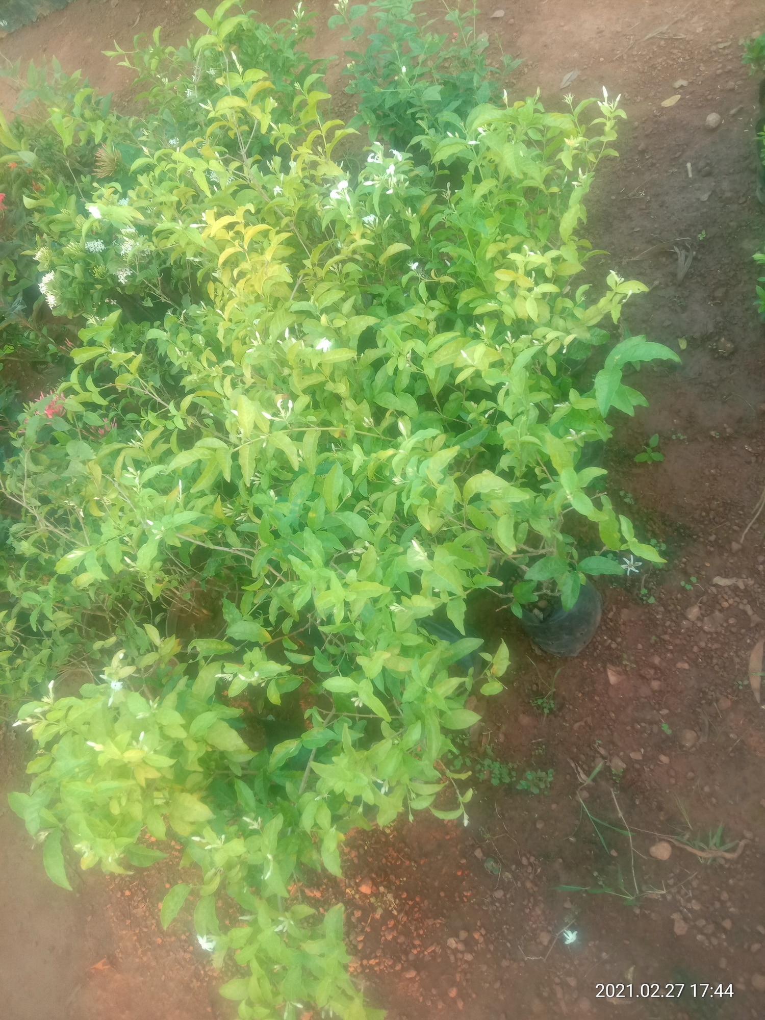 Catalogue Bhoomi Nursery and Accessories in Rayee , Mangalore Justdial