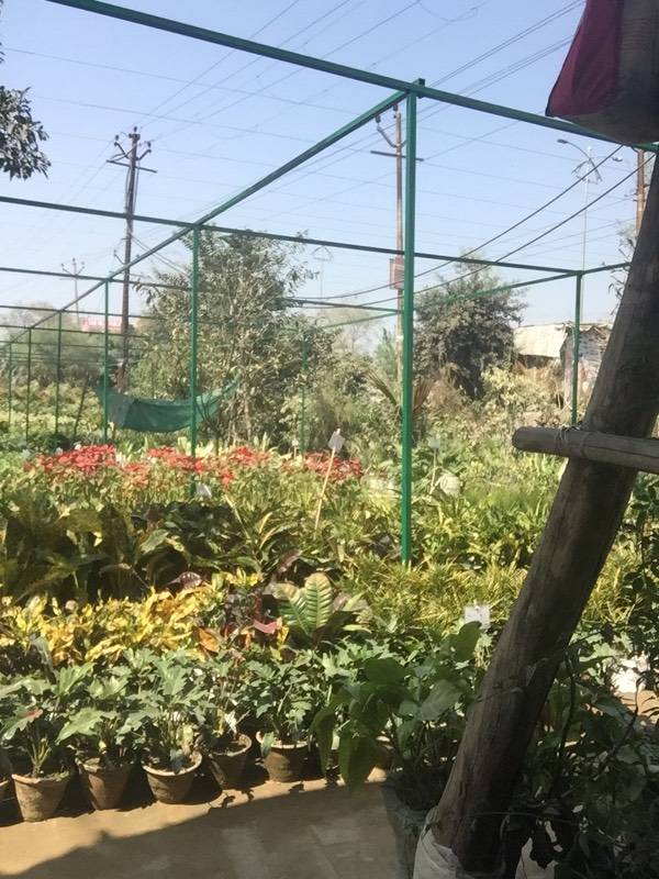 Catalogue Ansh nursery in Garh Rd Meerut , Meerut Justdial