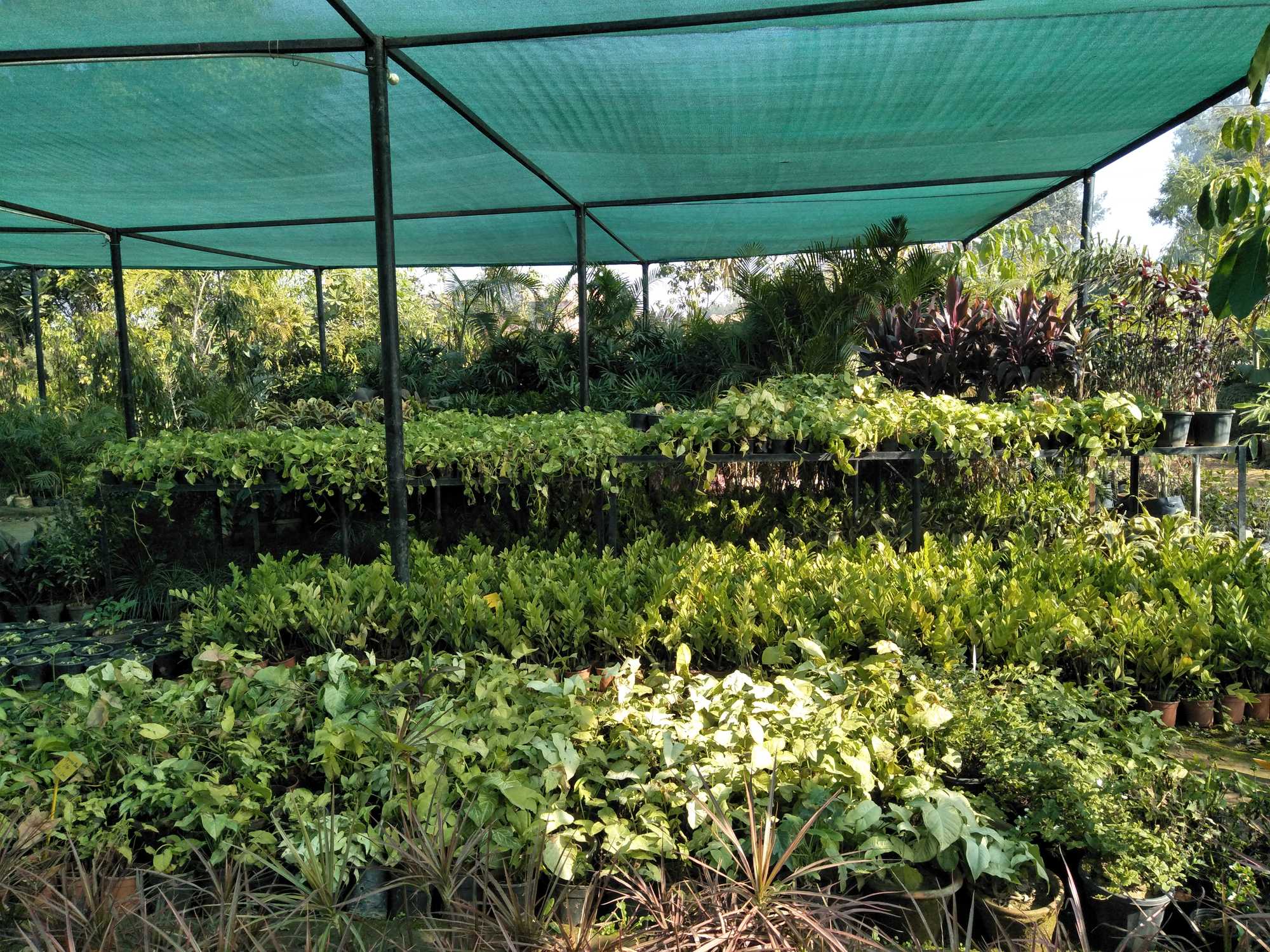 Best Flower Nursery In India Best Flower Site