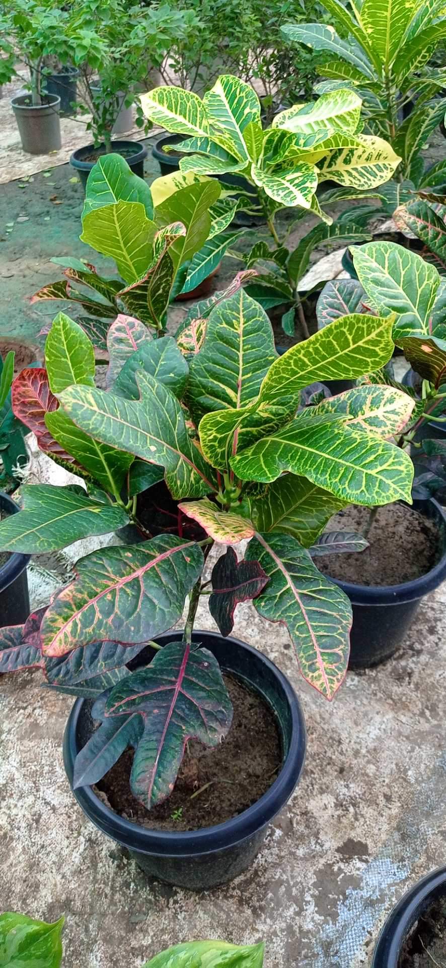 Catalogue Ansh nursery in Garh Rd Meerut , Meerut Justdial