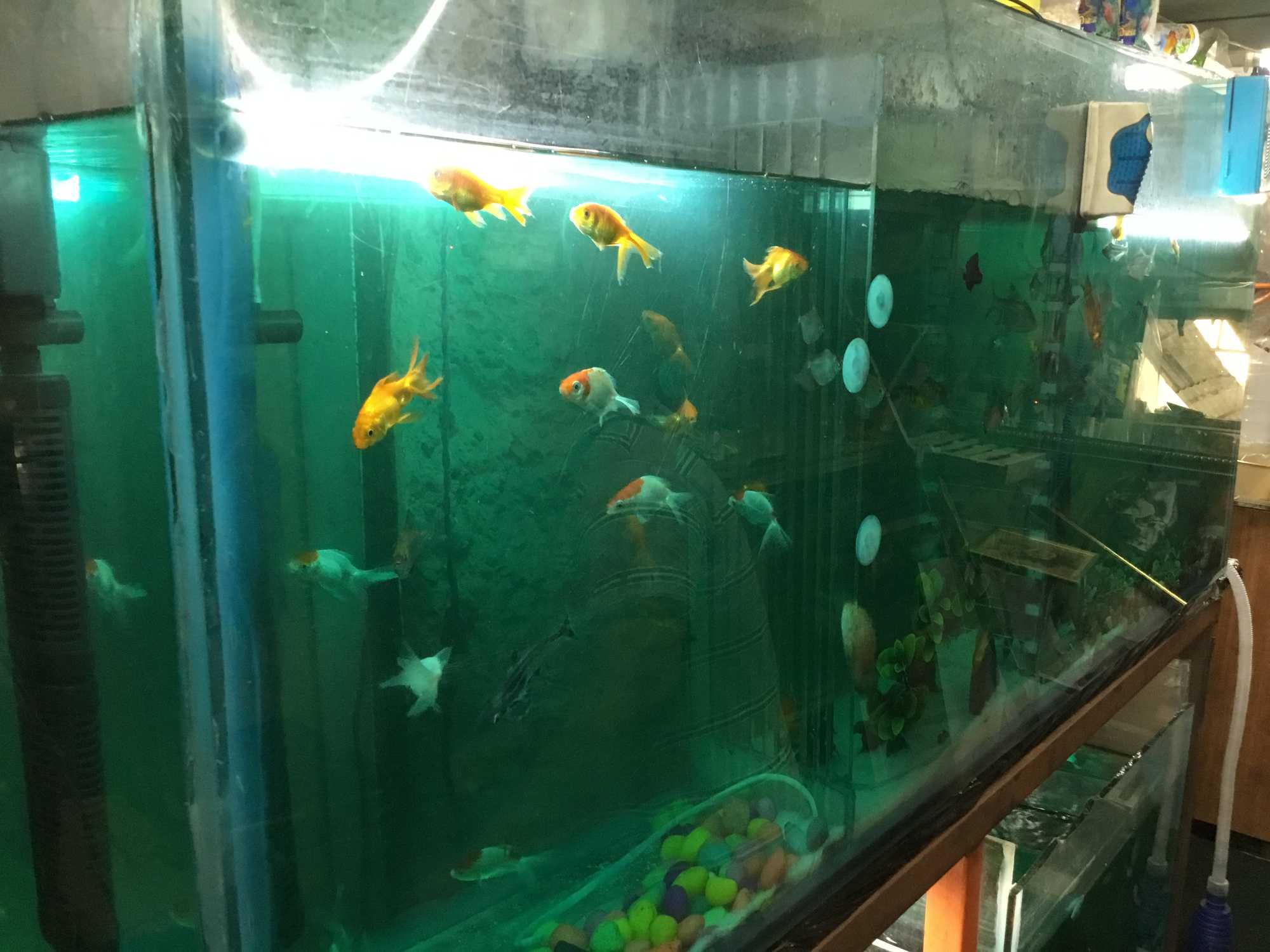 Mohali Pet World Mohali Sas Nagar Pet Shops In Mohali Chandigarh Justdial