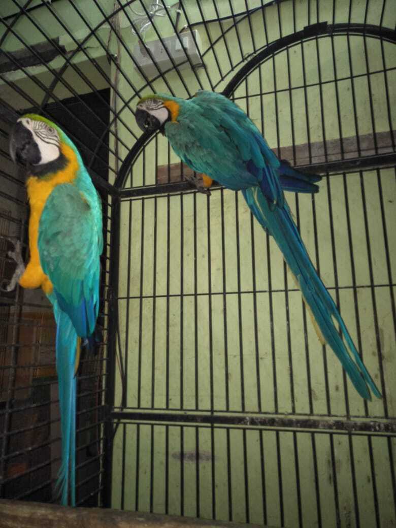 parakeet stores near me