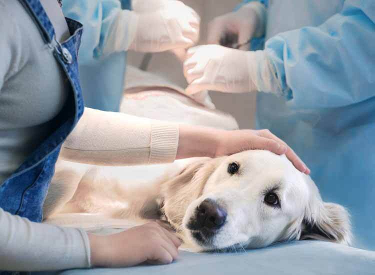 Top 30 Pet Shops For Love Birds in Mumbai Best Pet Stores For Love Birds Justdial