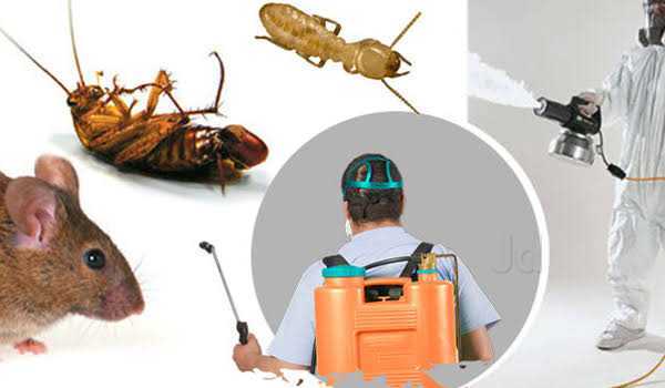 Quick Action Pest Management, Chembur West - Residential Pest Control Services in Mumbai - Justdial