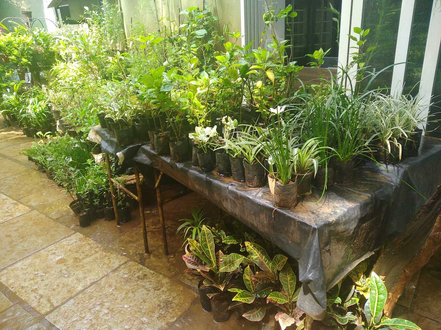 Top 30 Plant Nurseries in Panvel Best Nursery Plant Suppliers Mumbai