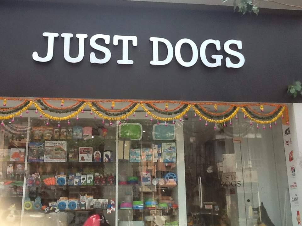 petsmart baby bearded dragon