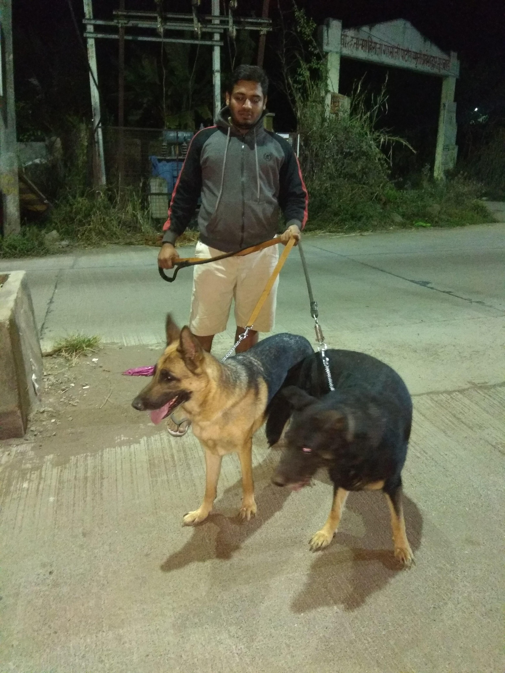 Top Dog Adoption Centres in Vangani Best Dog Adoption Centers Mumbai