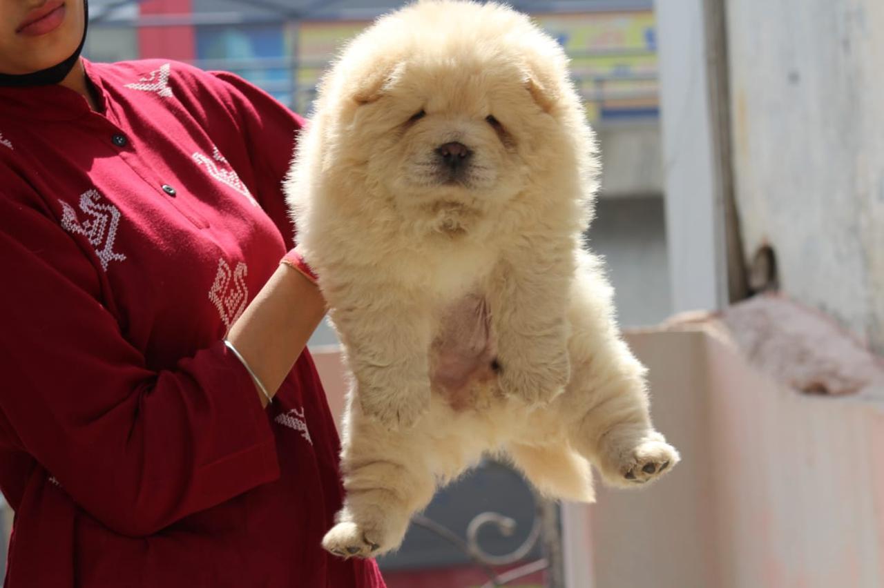 Top Dog Adoption Centres in Vangani Best Dog Adoption Centers Mumbai