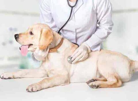 Best 2024 pet doctor