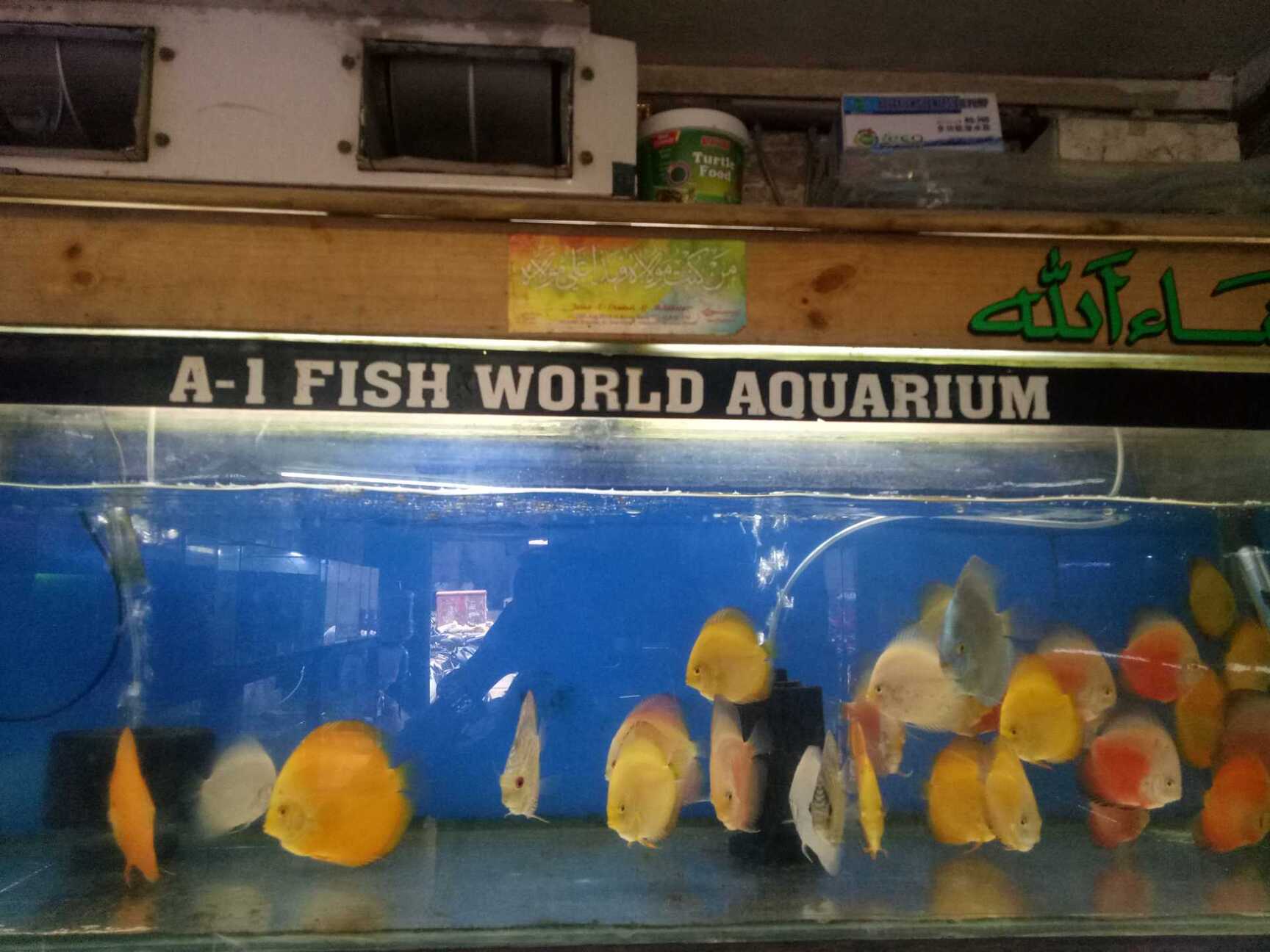 Aquantica Dombivli East Pet Shops For Birds In Thane Mumbai Justdial