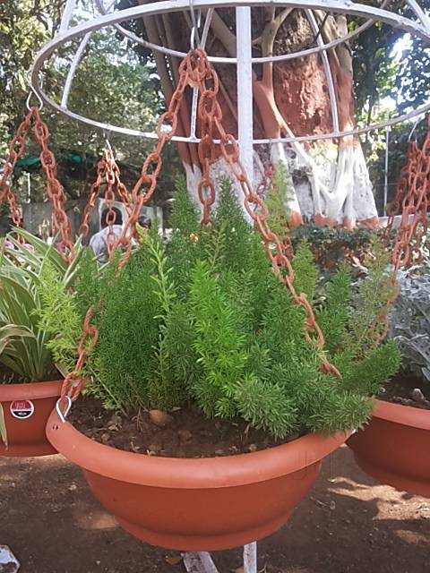 Top Plant Nurseries In Phoenix Mill Compound Lower Parel Best Plant Nurseries Phoenix Mill Compound Lower Parel Mumbai
