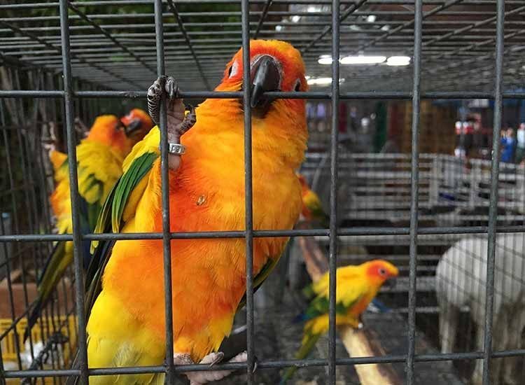 Royal Pets Crawford Market Pet Shops In Mumbai Justdial The bombay high court on monday directed the bmc and police to completely stop the illegal sale of animals and birds in pet shops at crawford market.