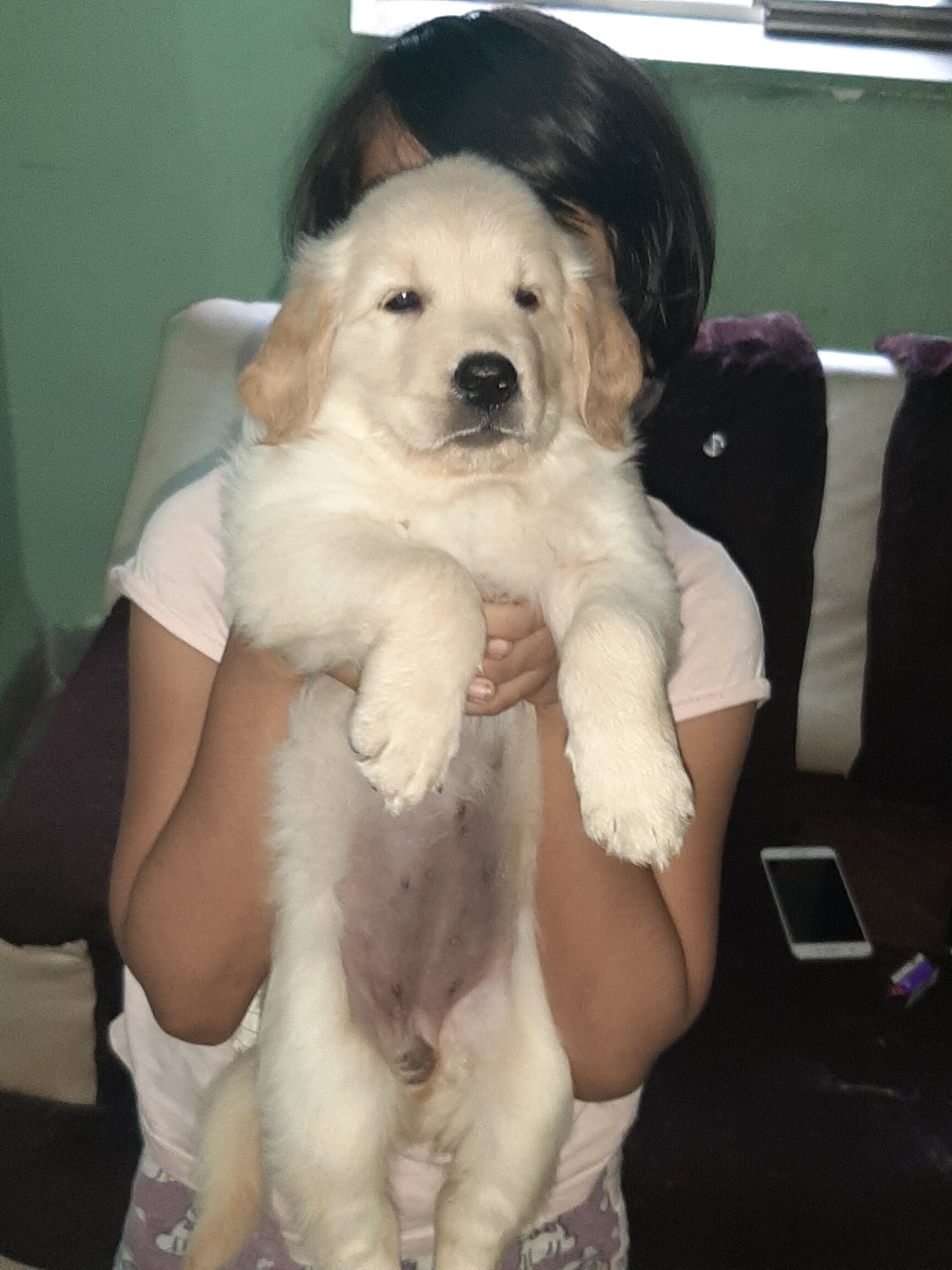 Top Dog Adoption Centres in Vangani Best Dog Adoption Centers Mumbai