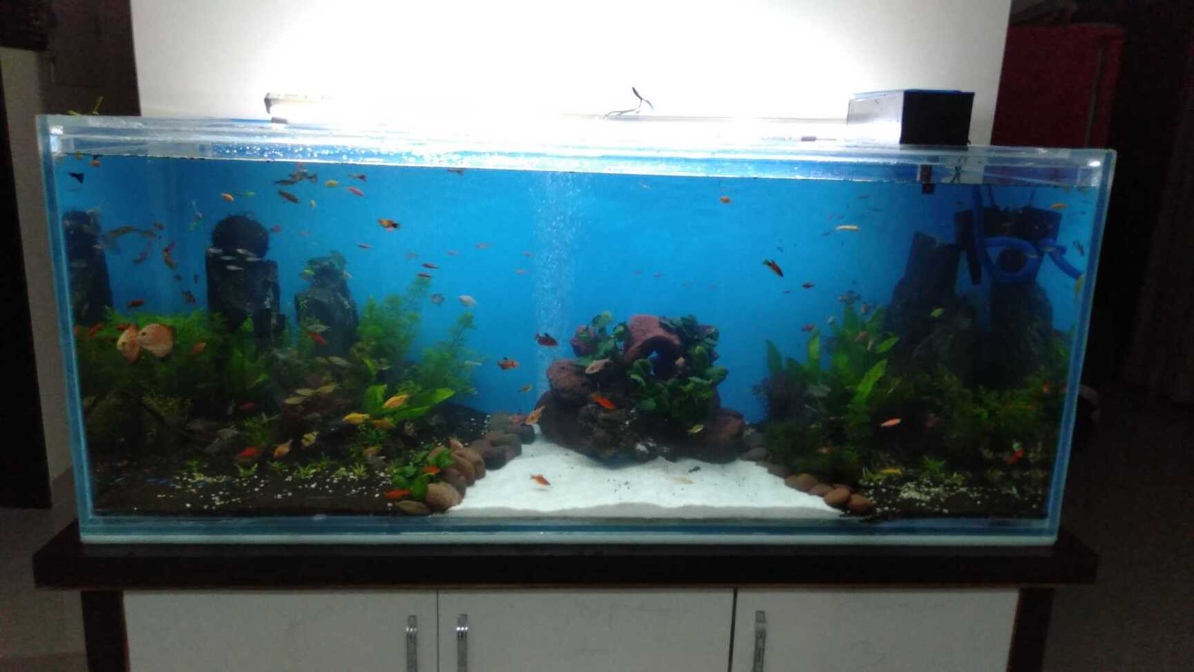 Top 100 Aquarium Discus Fish Dealers in Mumbai Best Discus Aquarium