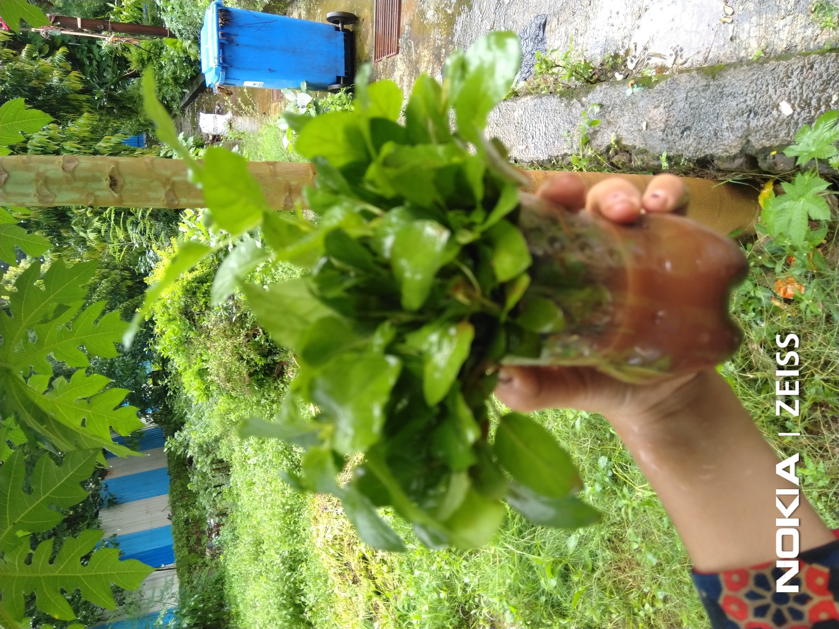 Jayshree Nursery Water Fountain Ghatkopar East Plant Nurseries In Mumbai Justdial