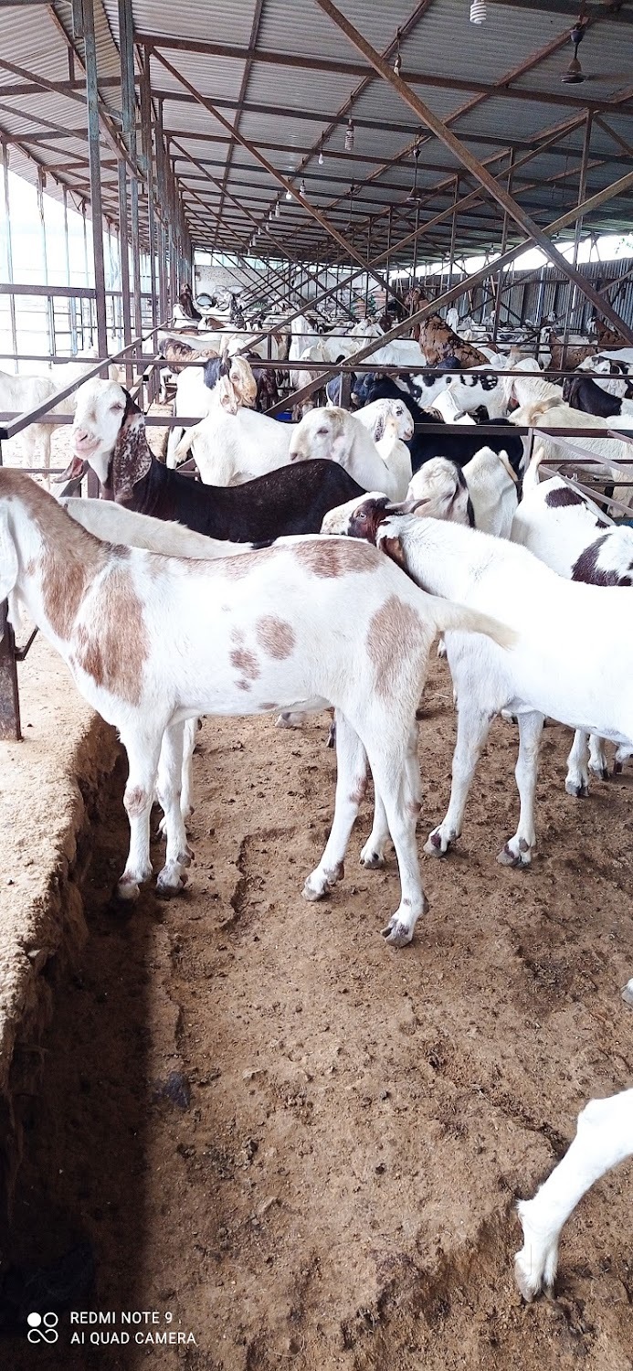 Classic Goat Farm in Padgha, Thane - Best Goat Farming in Thane - Justdial