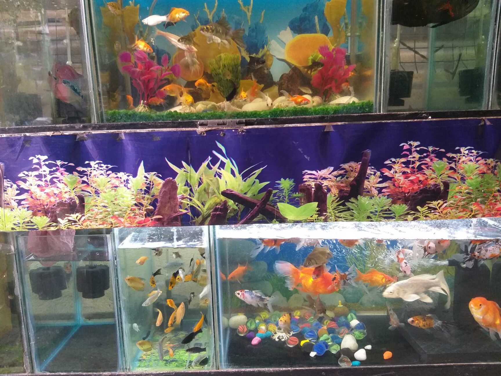 Bob's Pet And Pond vlr.eng.br