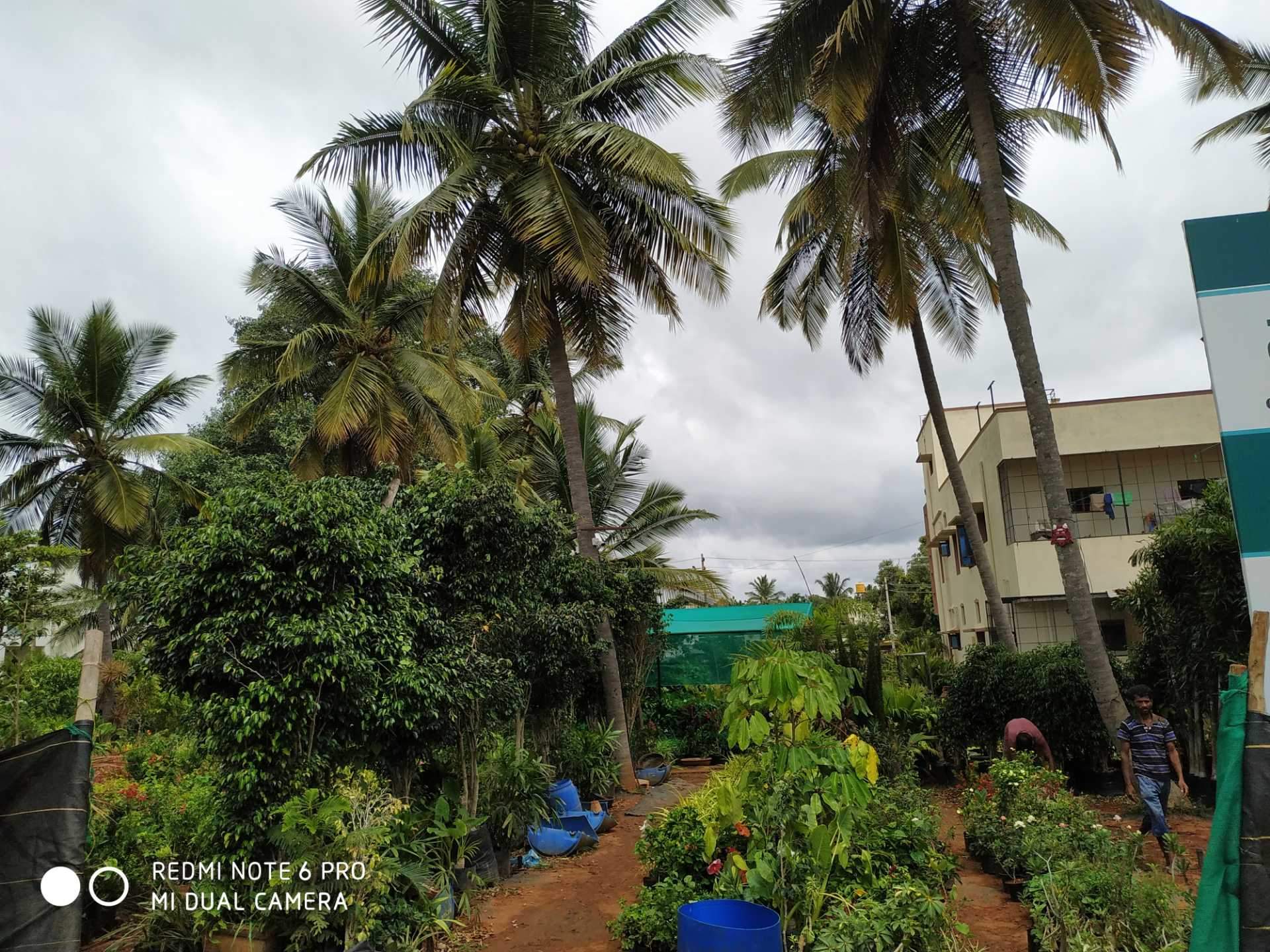 Top 100 Plant Nurseries in Mysore Best Nursery Plant Suppliers Justdial