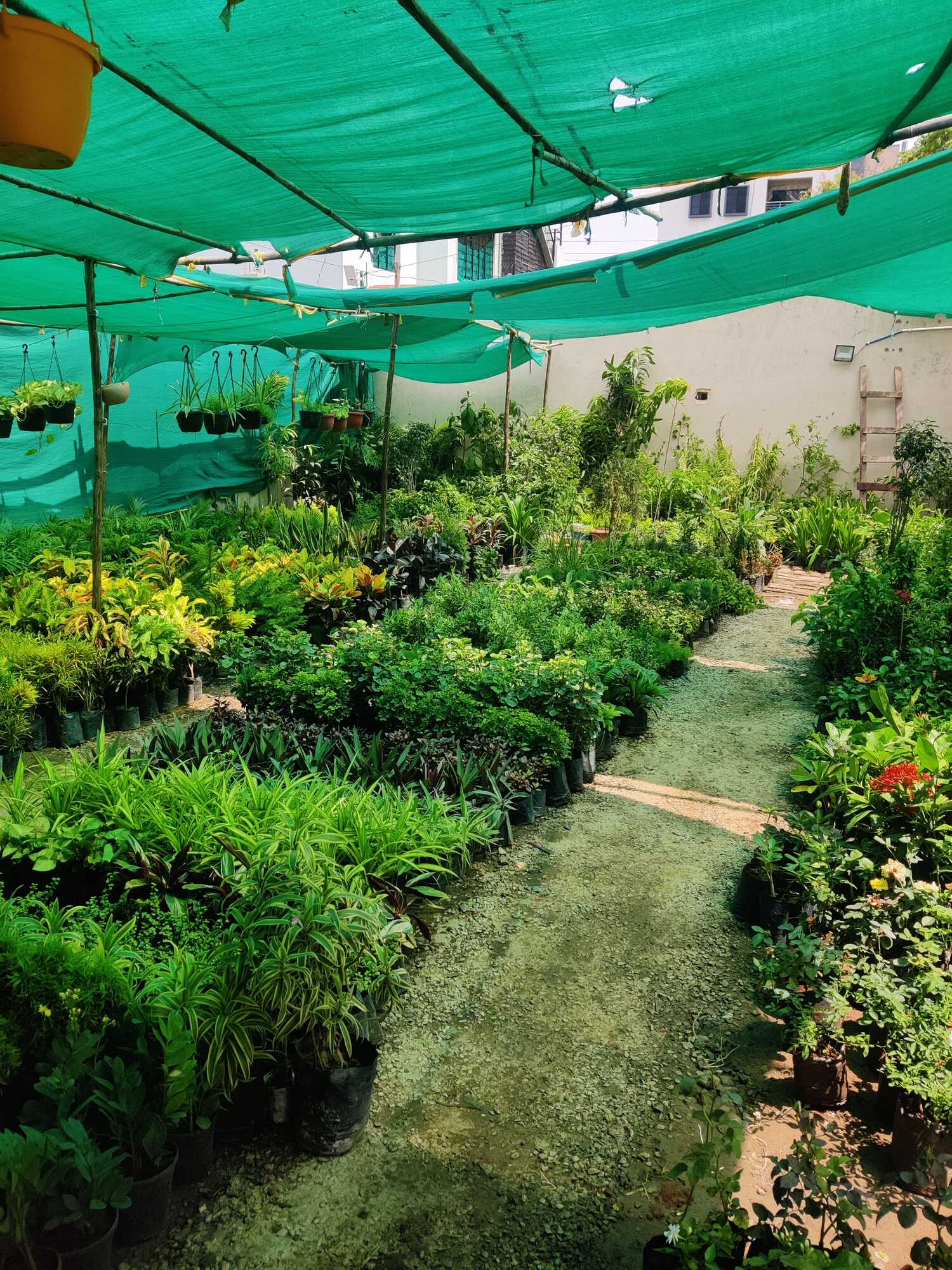 Catalogue Kamal Nursery in Badil Kheda , Nagpur Justdial