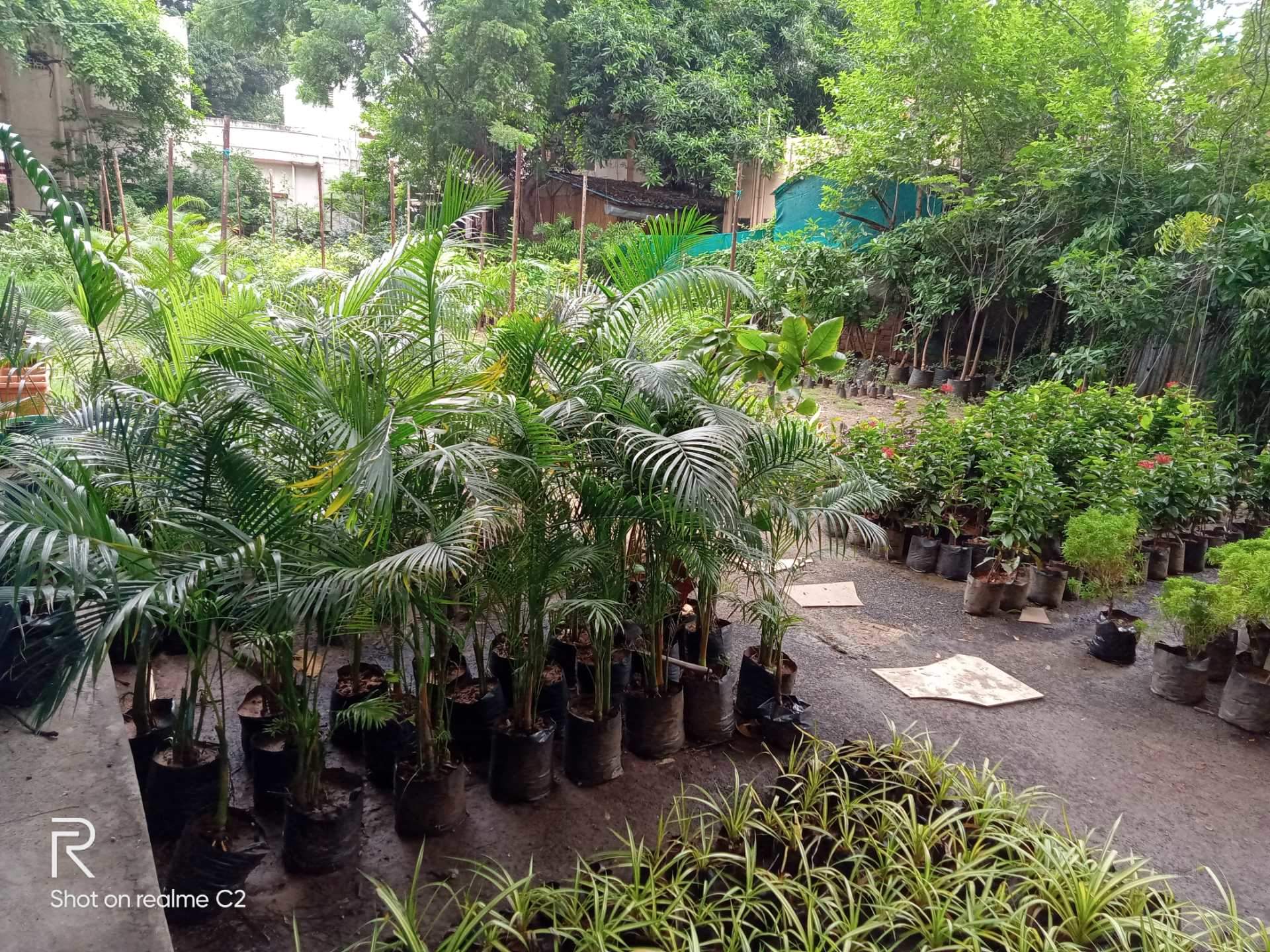 Catalogue Kamal Nursery in Badil Kheda , Nagpur Justdial