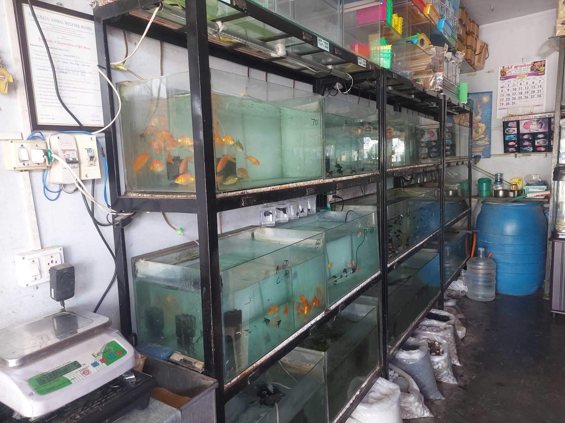 Colour Fish Aquarium And Pet Shop in Namakkal HO Namakkal Best Aquariums near me in Namakkal Justdial