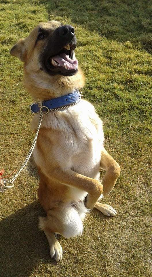 Top 20 Dog Training Centres in Nashik Best Pets Training Justdial