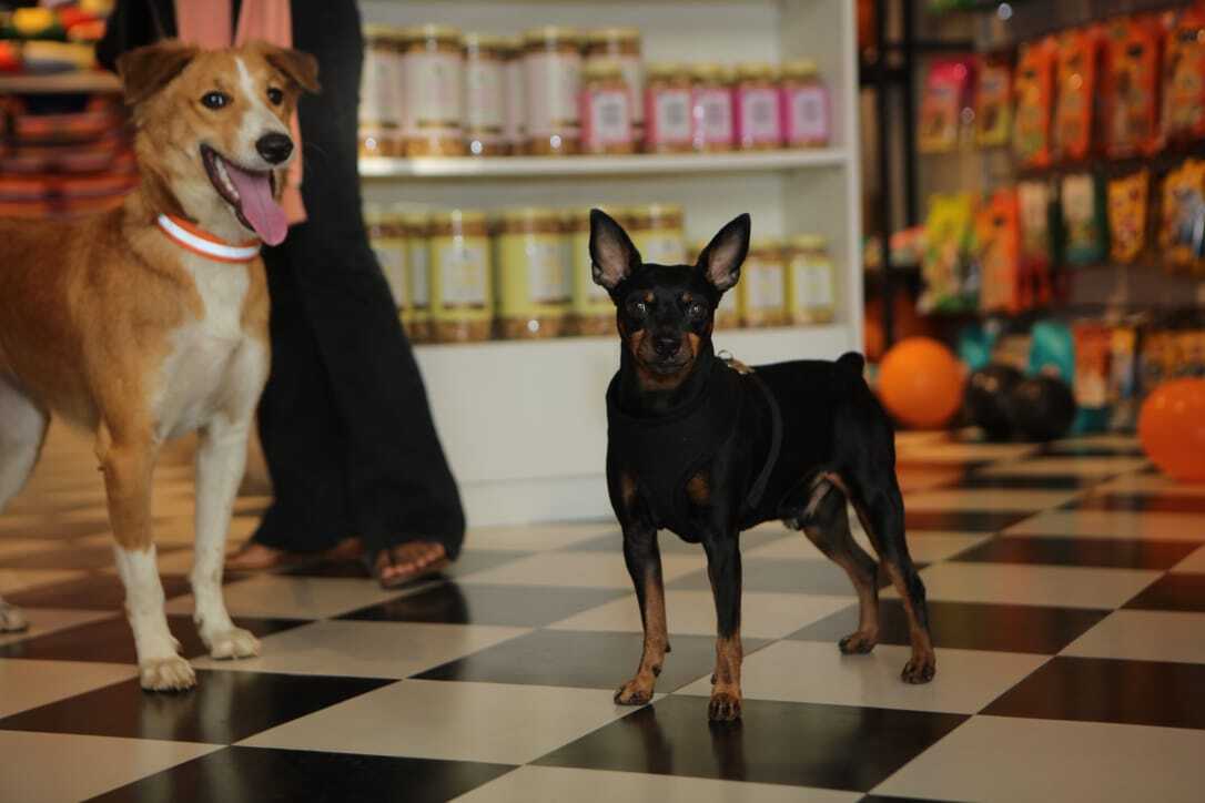 Find list of Heads Up For Tails in Medak near me Justdial