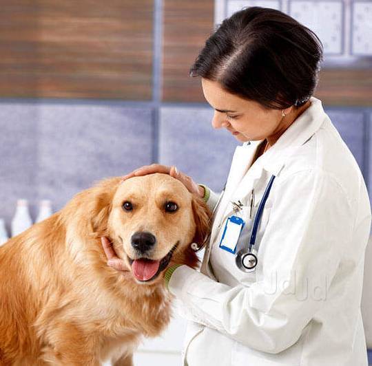 veterinary doctor in panvel