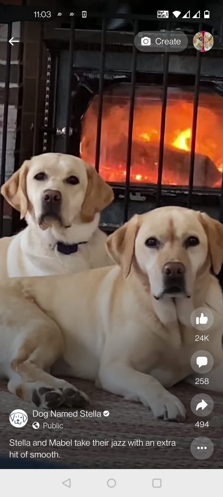 Top Dog Cafes in Nandanam, Chennai near me Justdial