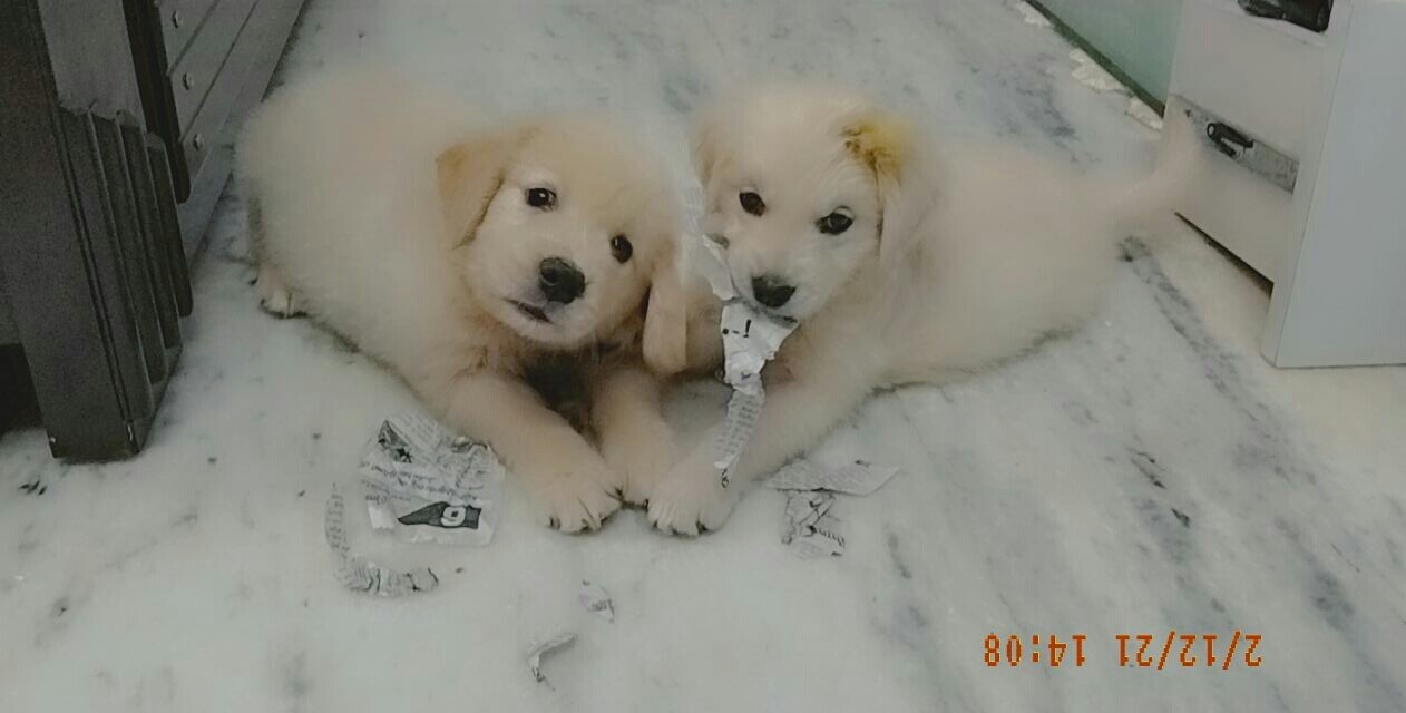 Top Dog Cafes in Nandanam, Chennai near me Justdial