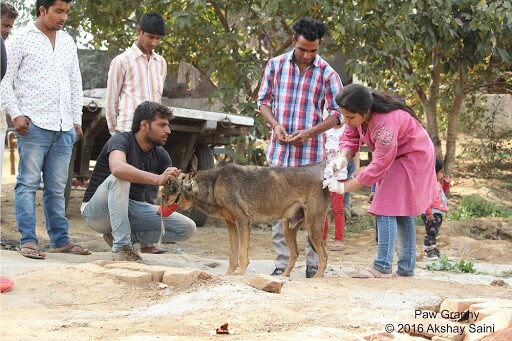 Hhfa Animal Hospital Pure Souls Near Ntpc Road Near Mohan Swarup Hospital Hospitals In Noida Delhi Justdial