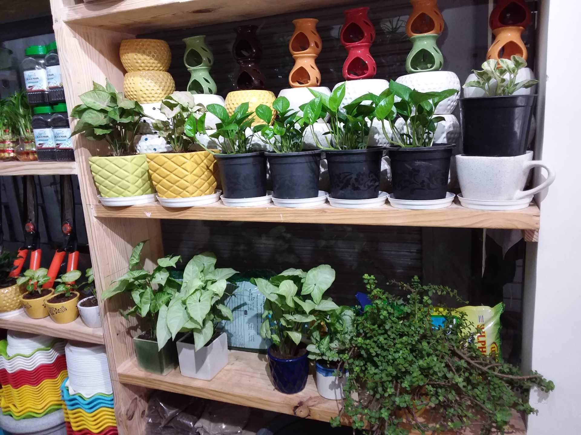 Top 6 Nursery Plants Government Supplier In Noida Sector 73 Delhi Nursery Plants Government Supplier In Noida Sector 73 Delhi