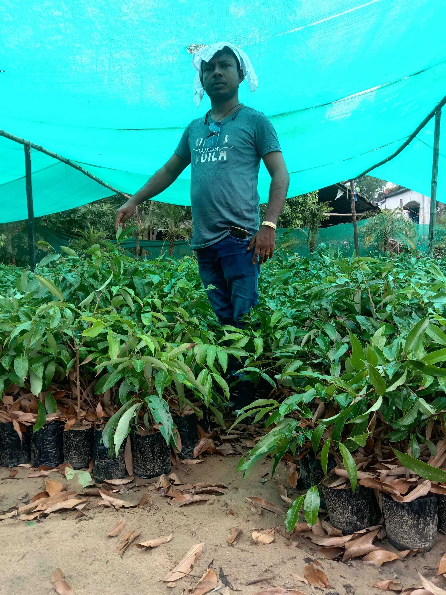 लीची पौधा कीमत Rs 599/Unit से शुरू होती है