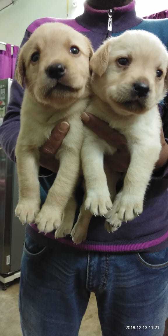 pet shop dogs near me
